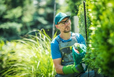 gardener-trimming-thujas-2025-04-02-22-50-44-utc.jpg